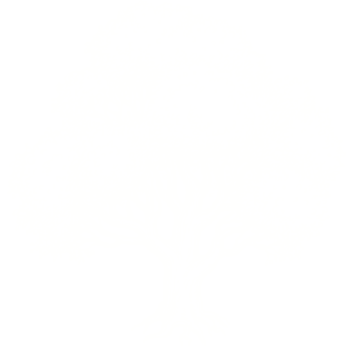Oak tree in Raleigh North Carolina