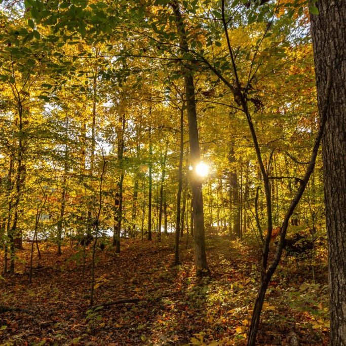 a forest of trees in greensboro, north carolina